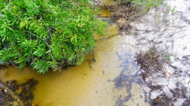 Kumsal yüzeyinde bir ağacı olan tatlı su nehrinin doğal manzarası.