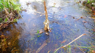 Bataklıkta Temiz ve Taze Nehir Suyu Yüzeyi
