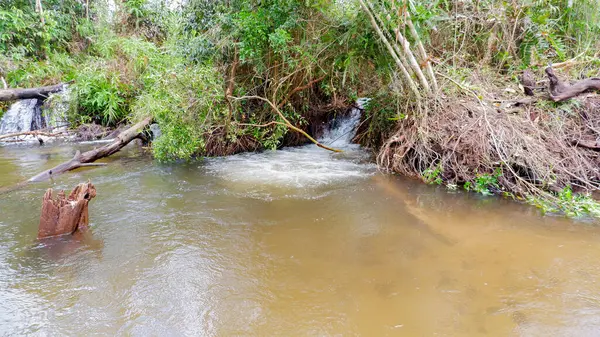 Küçük bir ormandaki temiz ve taze su nehrinin doğal manzarası.