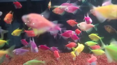 Akvaryumda Renkli Şablonları olan Çeşitli Süslü Balıklar