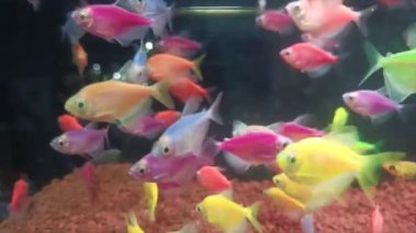 Akvaryumda Güzel Renkleri Olan Çeşitli Süslü Balıklar