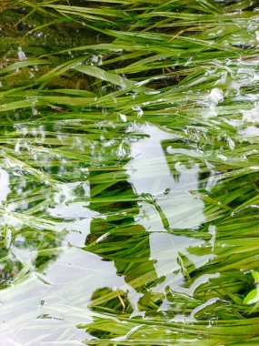 Bir tatlı su nehrinin akışında büyüyen yeşil çim fotoğraf, portre modunda çekildi.
