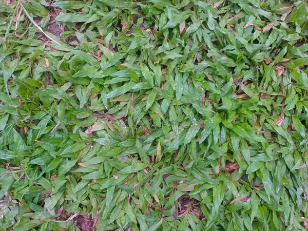 Yüzeyinde geniş yaprak deseni olan yeşil otların görüntüsünü kapat.