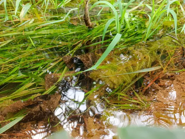 Çimlerin büyüdüğü taze bir nehrin berrak ve sakin sularının manzarasını kapat.