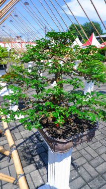 A Bonsai Tree With Intricate Branching And Lush Green Foliage. The Tree Is Potted In A Shallow, Brown Ceramic Container And Elevated On A Classic White Pedestal. The Backdrop Features A Natural Bamboo clipart