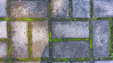 Kare bir taşın kaldırımının yüzeyinde, üst açıdan alınan yosun tabakası yarığın içinde büyüyor.