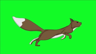 2d Yan Görünümü ve Yeşil Ekran Arkaplanı ile (Döngü Hareketi) yerinde çalışan kahverengi sincabın Animasyonu