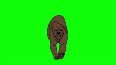 Zarif bir kahverengi kutup ayısının yeşil ekran arkaplanına karşı hızla yürümesinin 2d animasyonu
