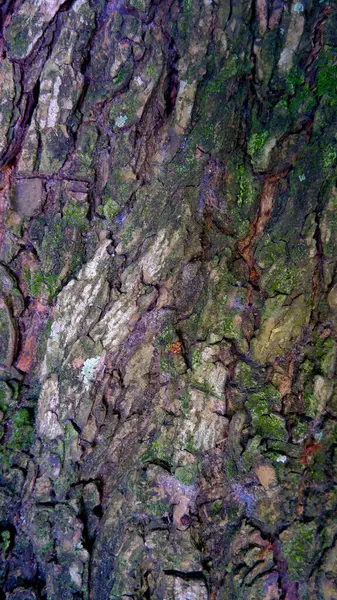 Karmaşık desenli ve parlak renk paletli bir ağaç kabuğunun yakın çekimi. Görüntü, doğal dokuların güzelliğini ve doğada bulunan karmaşık detayları gözler önüne seriyor.