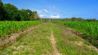 Yolun solunda ve sağında mısır bitkileriyle geniş yol erişimine sahip mısır tarlalarının doğal görüntüsü ve çok parlak mavi bir gökyüzü..