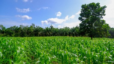 Parlak mavi gökyüzünün altında geniş, yemyeşil bir mısır tarlası. Önünde heybetli bir ağaç duruyor. Ufuk çizgisini kaplayan ağaçlarla tamamlanan gölgeyi sağlıyor.