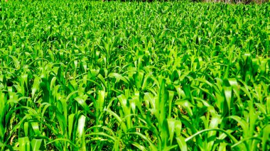 Parlak güneş ışığıyla kırılan yemyeşil bir mısır bitkisinin yakından görüntüsü..