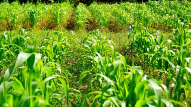 Genç verimli mısır tarlaları, parlak güneş ışığı altında düzenli bir şekilde büyüyor.