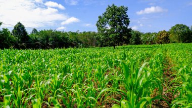 Uçsuz bucaksız yeşil mısır tarlaları, parlak mavi gökyüzünün altında, yumuşak beyaz bulutlarla ufka doğru uzanıyor.