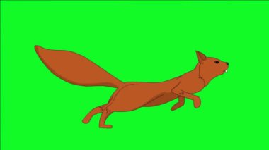 2d Açık Kahverengi Sincap Animasyonu (Döngü Hareketi) Yan görünümü ve Yeşil Ekran Arkaplanı