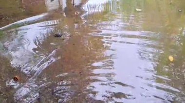 Berrak, dalgalı kumlu bir su havuzu yüzeyindeki yaprakları ve ağaçları yansıtır. Suyun yüzeyindeki dalgalanmalar hareket ve dinamizm izlenimini artırıyor..