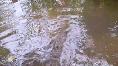 Yüzeyinde ağaçların yansımaları ve dalgaları olan sakin, berrak, sığ bir su havuzu.