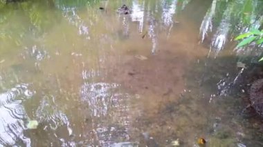 Sığ, bulanık, dalgalı bir su kütlesi ve çamurlu bir tabanı var. Su sakin ve etrafındaki ağaçları yansıtıyor. Güneş ışığı gölgeliğe nüfuz eder ve suyun yüzeyinde noktalı bir etki yaratır..