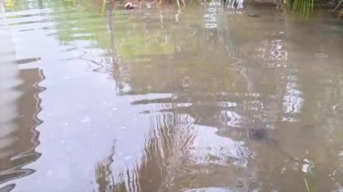 Bir evin bahçesinden bulanık, dalgalı su manzarası. Su kahverengidir ve etrafındaki bitkileri yansıtır..