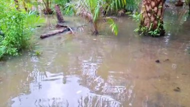 Şiddetli yağmurun ya da mevsimsel sellerin doğal çevre üzerindeki etkisini tasvir eden, bulanık sudan çıkan palmiye ağaçlarıyla sel basmış tropikal bir manzara.