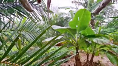 Yağmurda ıslanmış tropikal bir ortamda yemyeşil muz çiftliği. Parlak yeşil yapraklı genç muz ağaçları verimli topraklarda gelişir.