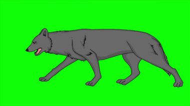 2d Yeşil Ekran Arkaplanında Yürüyen ve Geçen Gri Köpeğin Animasyonu
