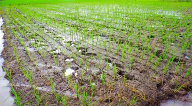 Yeşil pirinç bitkilerinin verimli ve çamurlu topraklarda yetiştiğini gösteren yakın plan bir çekim. Genç pirinç saplarının parlak yeşili çerçeveye hükmediyor, taze ve canlı bir izlenim veriyor..