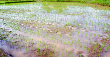 Kırsaldaki yemyeşil pirinç tarlalarının doğal manzarası. Genç pirinç bitkileri taze ve sağlıklı görünüyor, verimli topraklarda ve bol sularda iyi yetişiyor. Pirinç tarlaları çok dikkatlice düzenlendi.