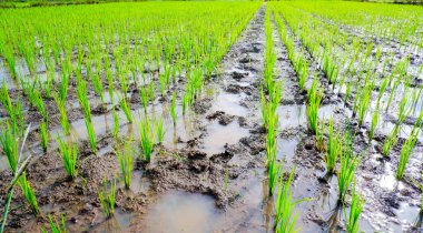 Geniş yeşil pirinç tarlaları ve yeni büyümüş taze pirinç bitkilerinin geniş perspektifi. Düzgün sıralarda duruyorlar ve kısmen suya gömülüler..