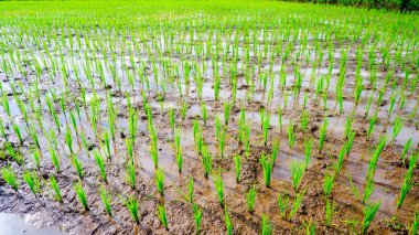 Çamurlu arazi boyunca uzanan yeşil pirinç tarlaları düzenli sıra büyüyen yeni pirinç bitkilerinin güzelliğiyle birlikte..