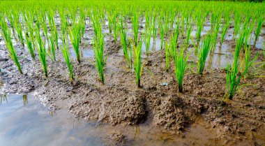Su basmış bir çeltik tarlasında yetişen genç pirinç bitkilerinin yakın plan fotoğrafı. Pirinç bitkilerinin parlak yeşil yaprakları karanlık, çamurlu suya karşı durarak sakin ve doğal bir manzara yaratıyor..