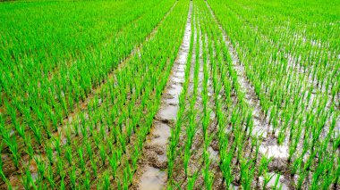 Doğanın güzelliğini ve dinginliğini gösteren canlı yeşil pirinç tarlalarını gösteren perspektif fotoğrafı. Bu görüntü kırsal kesimin özünü yansıtıyor, genç pirinç bitkileri dik duruyorlar. 