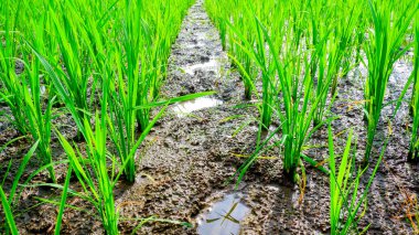 Geniş yeşil pirinç tarlalarının, yemyeşil pirinç bitkilerinin doğal güzelliklerini gözler önüne seren geniş manzarası..