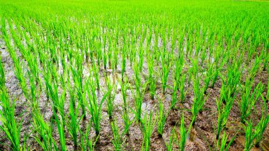 Büyüleyici bir yeşil pirinç tarlasının yakın plan fotoğrafı, yemyeşil doğal güzelliği gösteriyor, genç pirinç bitkileri uzun ve sağlıklı duruyor..