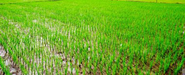 Parlak mavi bir gökyüzünün altında uzanan yemyeşil pirinç tarlalarının huzurlu manzarası. Genç ve taze pirinç bitkileri dikkatlice dizilmiş, düzenli sıra bitkiler sakinleştirici bir desen oluşturuyorlar..