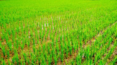 Çerçeveye uzanan yemyeşil pirinç tarlaları parlak renkleri verimli toprağa ve gelişen ekinlere bir vasiyet.. 