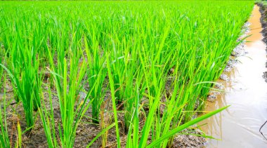 Çerçeveye uzanan parlak yeşil pirinç tarlaları, genç pirinç bitkilerinin yemyeşil büyümesini gösteriyor. Pirinç tarlaları boyunca uzanan küçük kahverengi sulama kanalları.