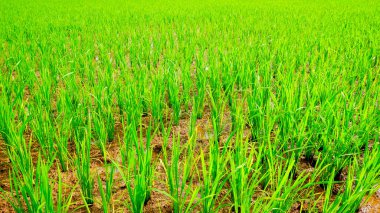 Bereketli yeşil pirinç tarlaları, genç ve taze pirinç bitkilerinin düzgünce ekildiği açık mavi gökyüzünün altında uzanır..