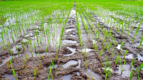 Verimli ve çamurlu topraklarda yetişen yemyeşil pirinç bitkilerini gösteren bir pirinç tarlasının yakın çekimi. Genç pirinç saplarının parlak yeşil rengi taze ve canlı bir izlenim veriyor..