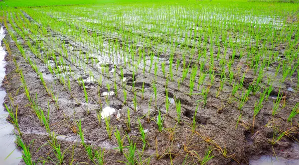 Yeşil pirinç bitkilerinin verimli ve çamurlu topraklarda yetiştiğini gösteren yakın plan bir çekim. Genç pirinç saplarının parlak yeşili çerçeveye hükmediyor, taze ve canlı bir izlenim veriyor..