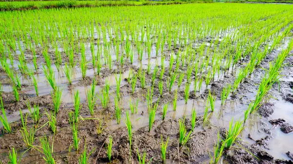 Yeşillik yeşil pirinç tarlası, yeni ekilmiş ve gün ışığında büyüyen. Genç pirinç bitkileri dimdik durur. Yeşil yaprakları rüzgarda hafifçe sallanır..