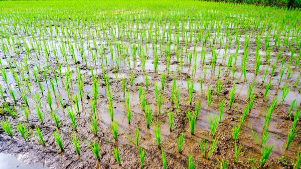 Çamurlu arazi boyunca uzanan yeşil pirinç tarlaları düzenli sıra büyüyen yeni pirinç bitkilerinin güzelliğiyle birlikte..