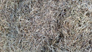 Kuru, kahverengi, zemini hafifçe seyrek çimenlerin yakın plan fotoğrafı. Doku pürüzlü ve pürüzlü, görünen çimen yaprakları doğal bir model oluşturuyor.