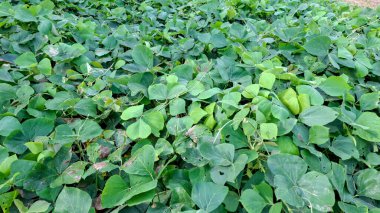 Bir sürü sağlıklı, geniş yapraklı, yeşil, verimli baklagil bitkileri.
