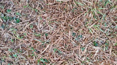 Çimenlerin kırılgan ve kahverengi yaprakları arasında dokusal bir kontrastla yeni yeşil çimenlerin dağınık parçalarıyla hareketsiz kalan kuru otların yakın çekimi..