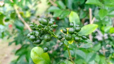 Parlak yeşil yapraklarla çevrili, tropikal bir bitkinin dalında büyüyen küçük yeşil dutların yakın plan görüntüsü..