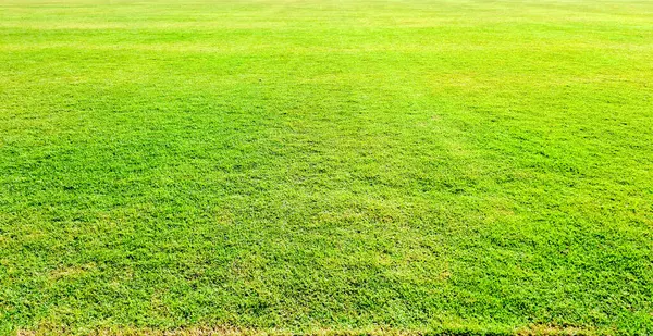 Yüksek çözünürlüklü fotoğraf güneş ışığı altında geniş yeşil çayır, Çimlerin taze ve canlı yüzey gösteriyor.