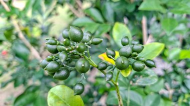 Yeşillik bir ağaçta yetişen küçük, olgunlaşmamış portakal meyvesinin yüksek kaliteli yakın çekim fotoğrafı..