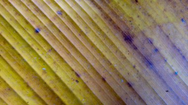 Sarı ve kahverengi tonlarında doğrusal dokuyu ve doğal renk değişikliklerini gösteren kurumuş muz yapraklarının makro yakın çekimi.