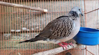 Benekli bir güvercinin yakın çekim görüntüleri, aynı zamanda perkutut kuşu olarak da bilinir, mavi bir su kabıyla geleneksel bir kafesin içinde.